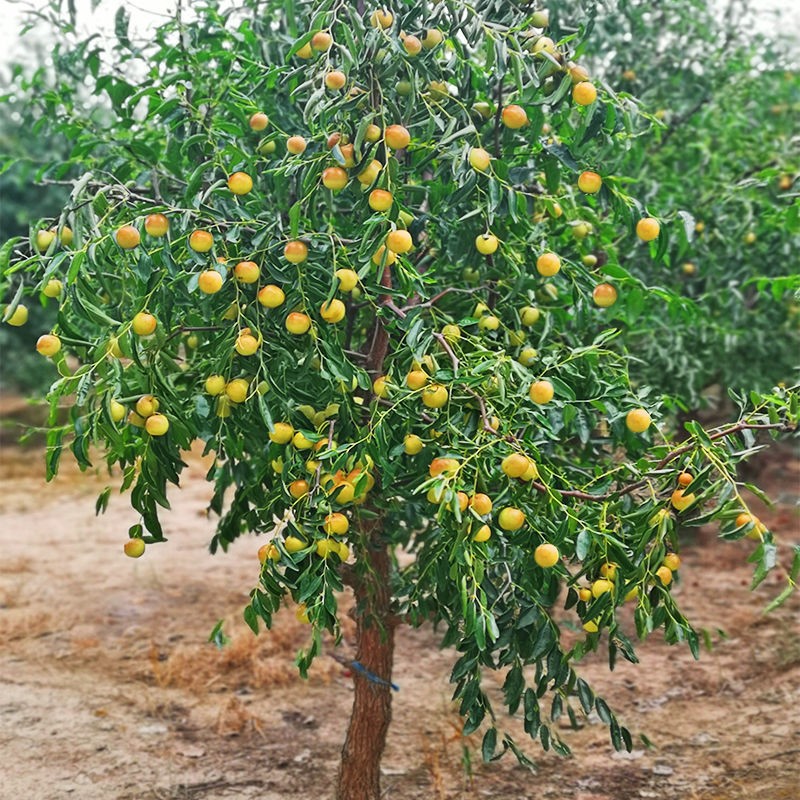 清韵伊人枣树枣子树苗枣子苗庭院别墅盆栽地栽特大枣子树果树苗南北方
