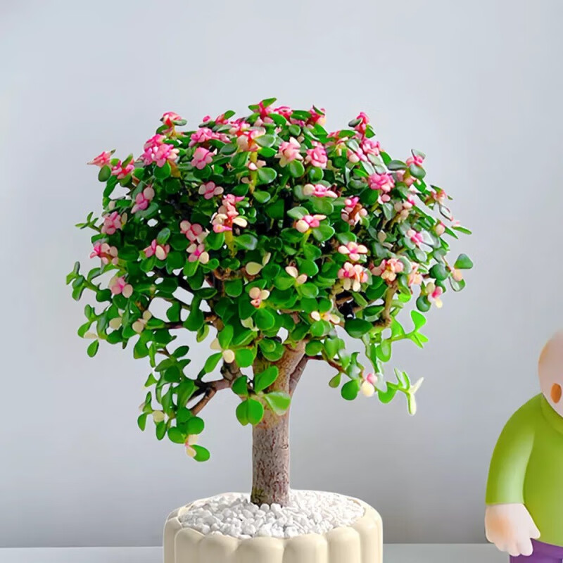 【优选】金枝玉叶棒棒糖老桩多肉植物盆栽办公室花卉开花绿植 简易