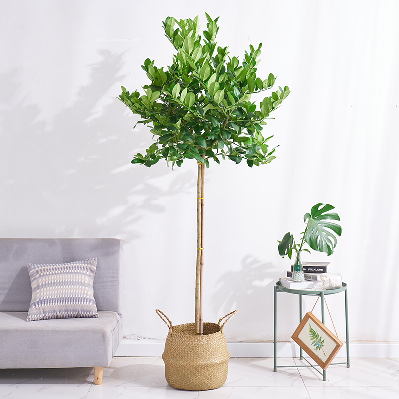 如何知道京东大型绿植历史价格|大型绿植价格走势图