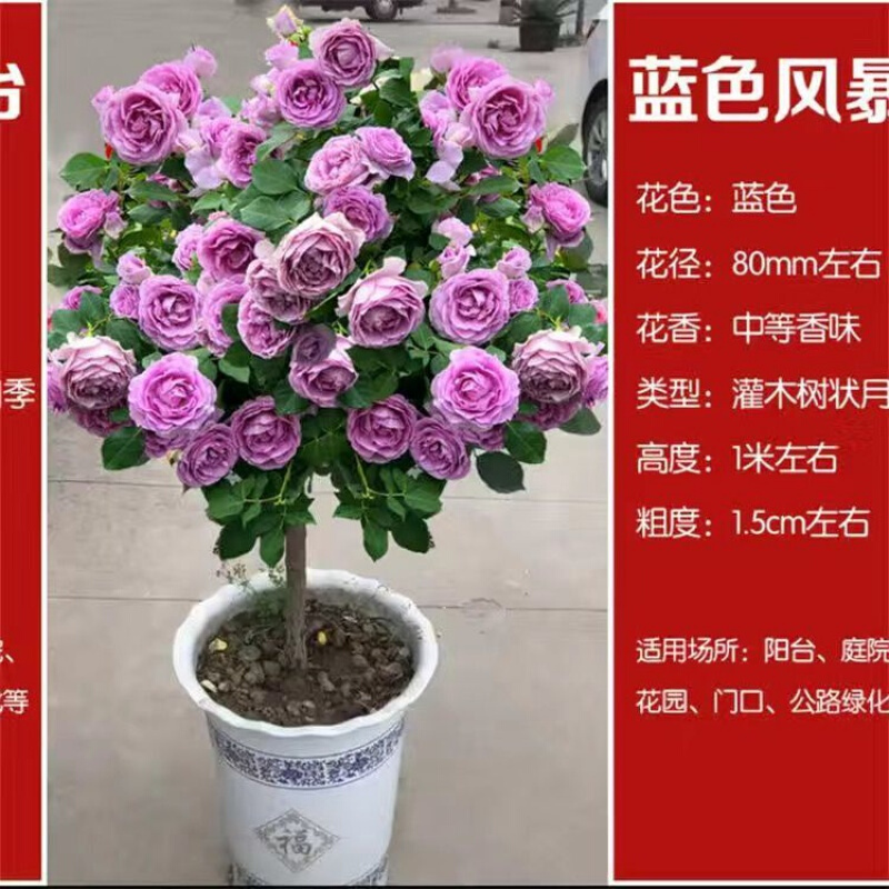 树状月季浓香型花苗棒棒糖月季四季开花室内外庭院盆栽绿植 蓝色风暴