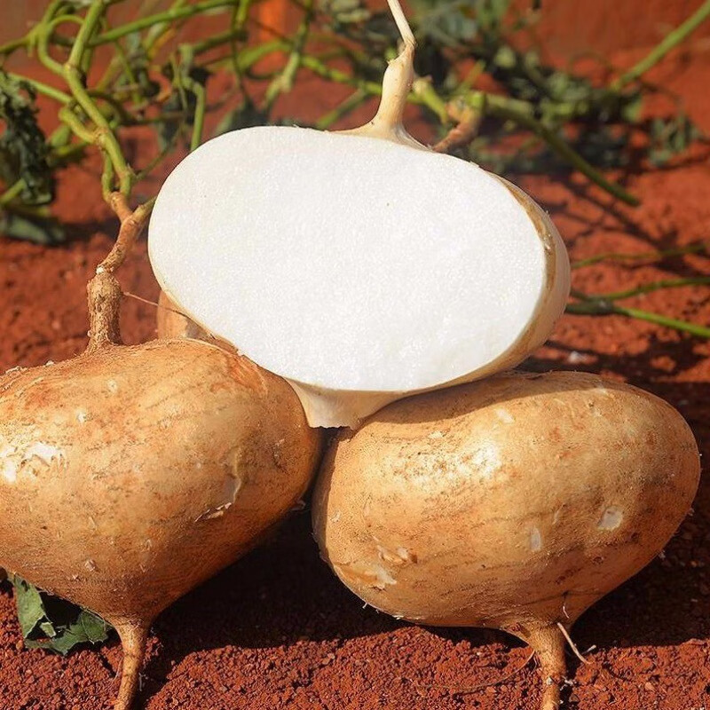 乡语小吖新鲜凉薯 9斤 现挖白地瓜番薯 沙葛土瓜生吃蔬菜 生鲜