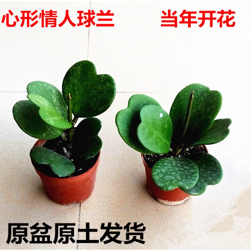 心叶南方球兰爬藤开花心型盆栽爱心环冠球兰植物多肉桌面爱心球兰
