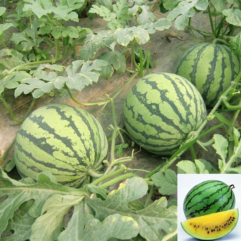 辣椒苗甜椒苗西红柿圣女果苗黄瓜苦瓜空心菜秧苗 黄色西瓜苗【5颗】