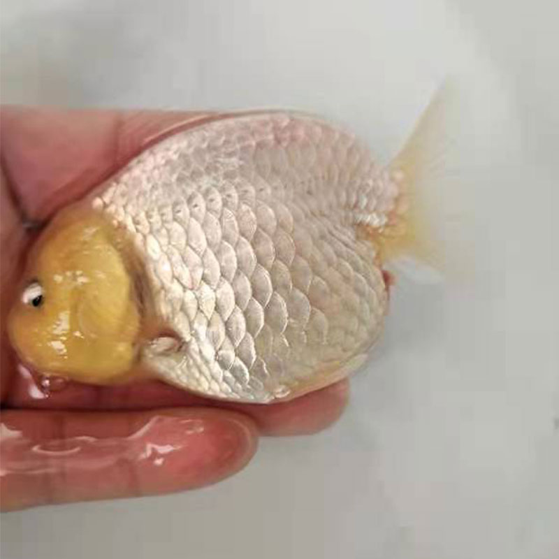 琅河水族 观赏鱼金鱼活体兰寿精选 淡水鱼活鱼 宠物鱼 白兰寿(1条)10