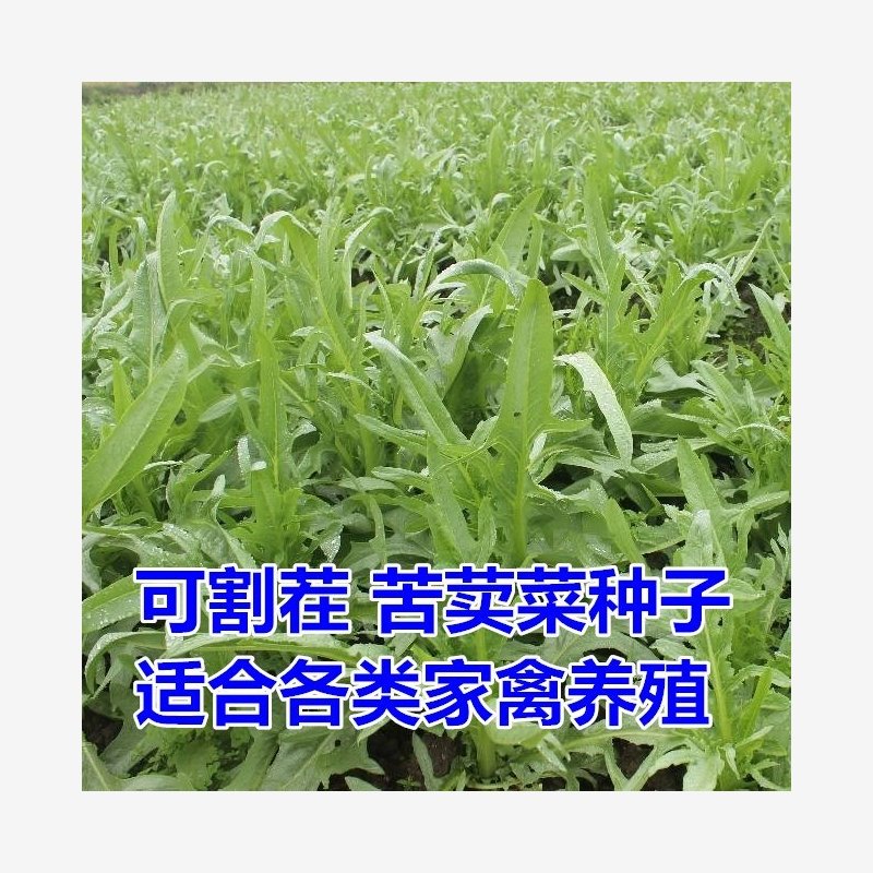 qcdd新品 多年生南方牧草苦麦菜种子鹅菜草籽鸡鸭鹅等家禽吃的饲料草