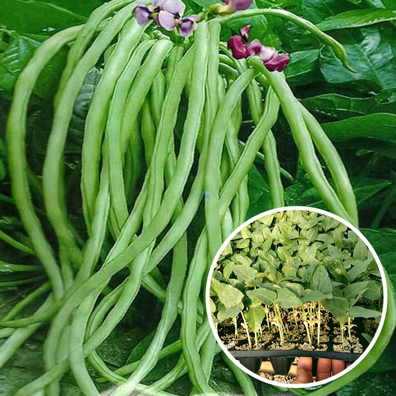 寿禾 豆角苗长豇豆种子架豆四季春夏季豆蔬菜苗寿光菜苗带土秧苗苗子