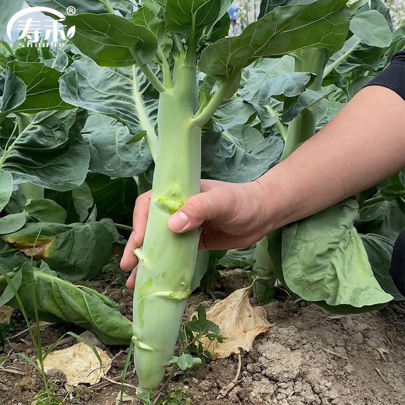 播秋季播种阳台盆栽甜脆粗心芥蓝菜菜籽种籽 甜脆鸡腿芥兰种子10g散装