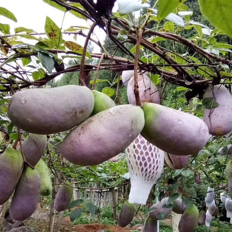 三叶木通八月瓜树苗紫色八月炸野果苗果树苗四季当年结果庭院种植