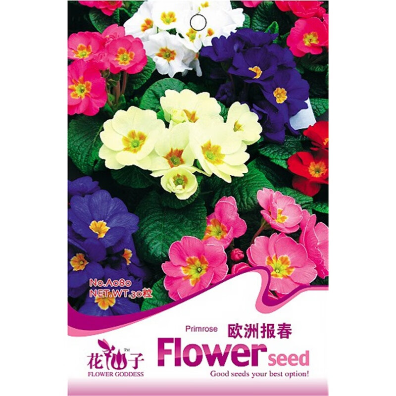 阳澄约定报春花种子四季花卉盆栽花种籽樱草种子耐寒阳台庭院观花混色