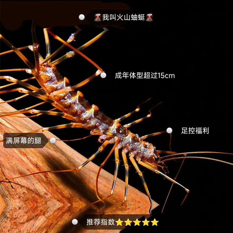 火山蚰蜒活体宠物大蚰蜒多足虫钱串子斗虫爬宠异宠包邮 火山蚰蜒8-15