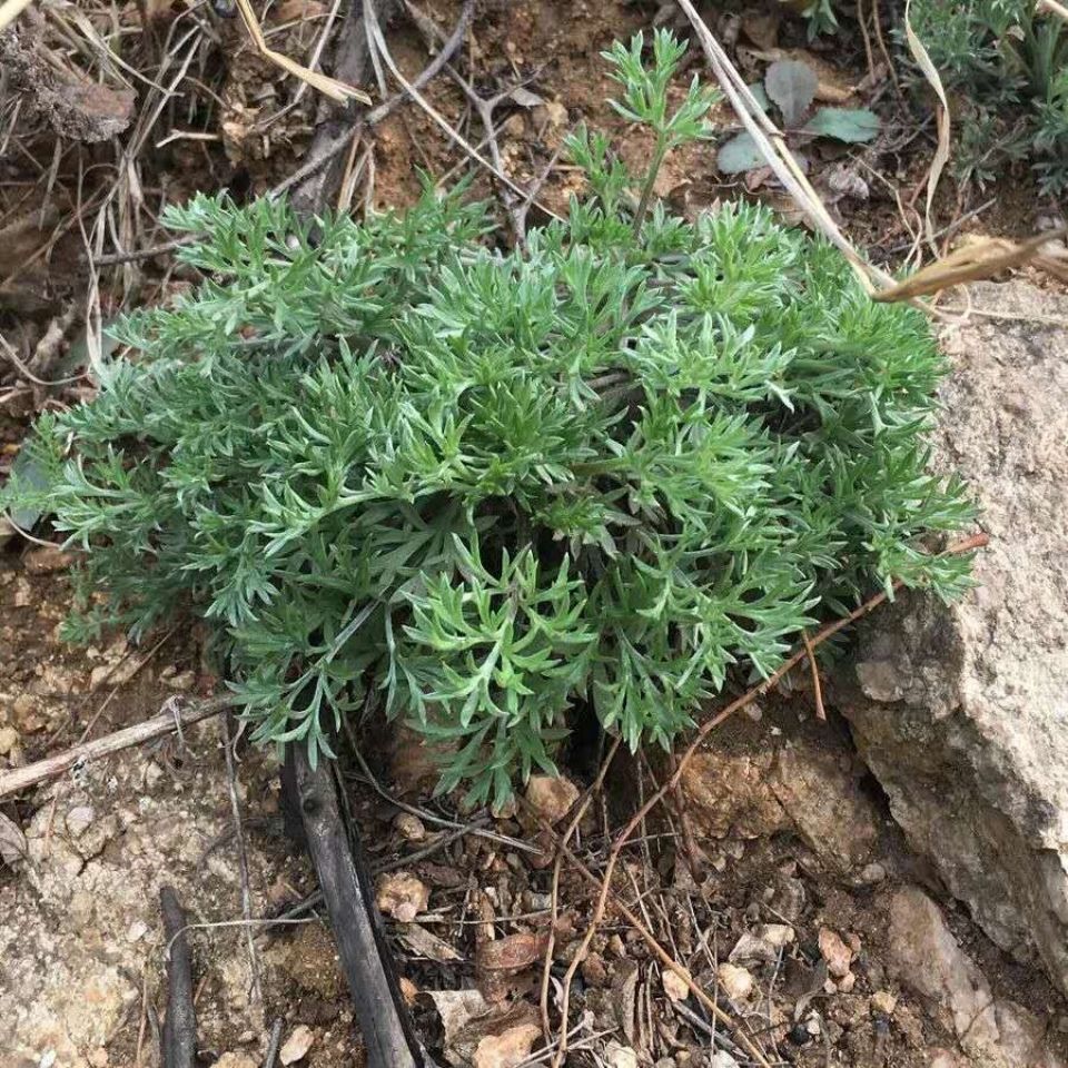 壁纸 植物 蕨类 960_960