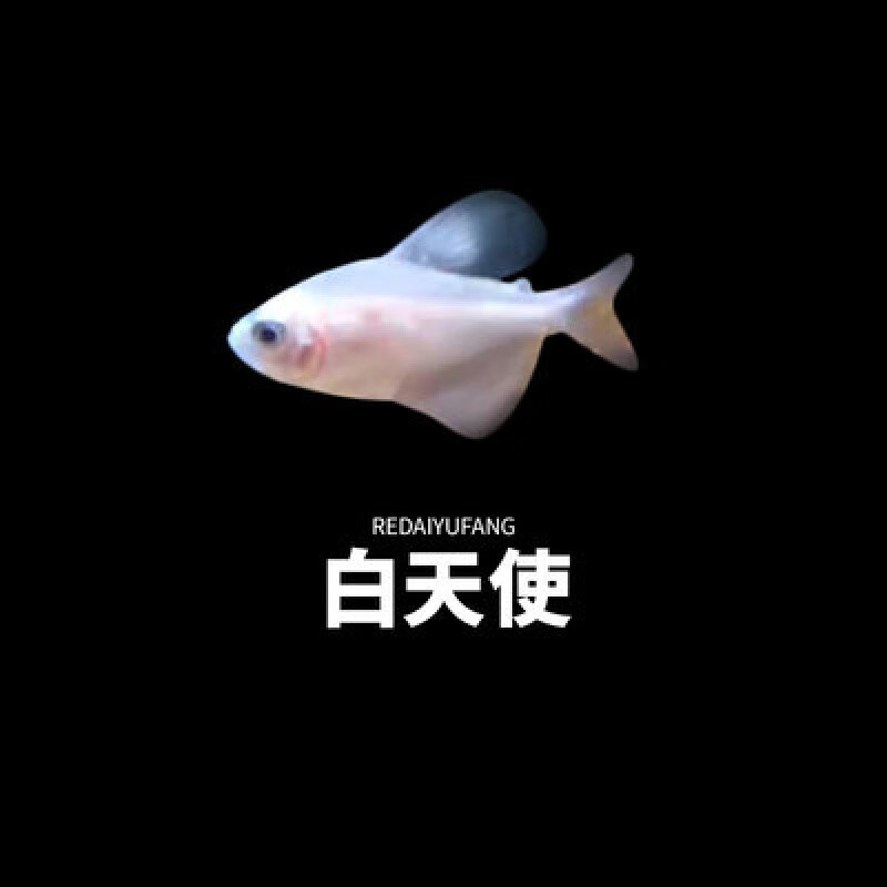 smvp彩天使鱼不褪色好养活体观赏鱼淡水鱼小型彩裙鱼练手热带鱼活体鱼