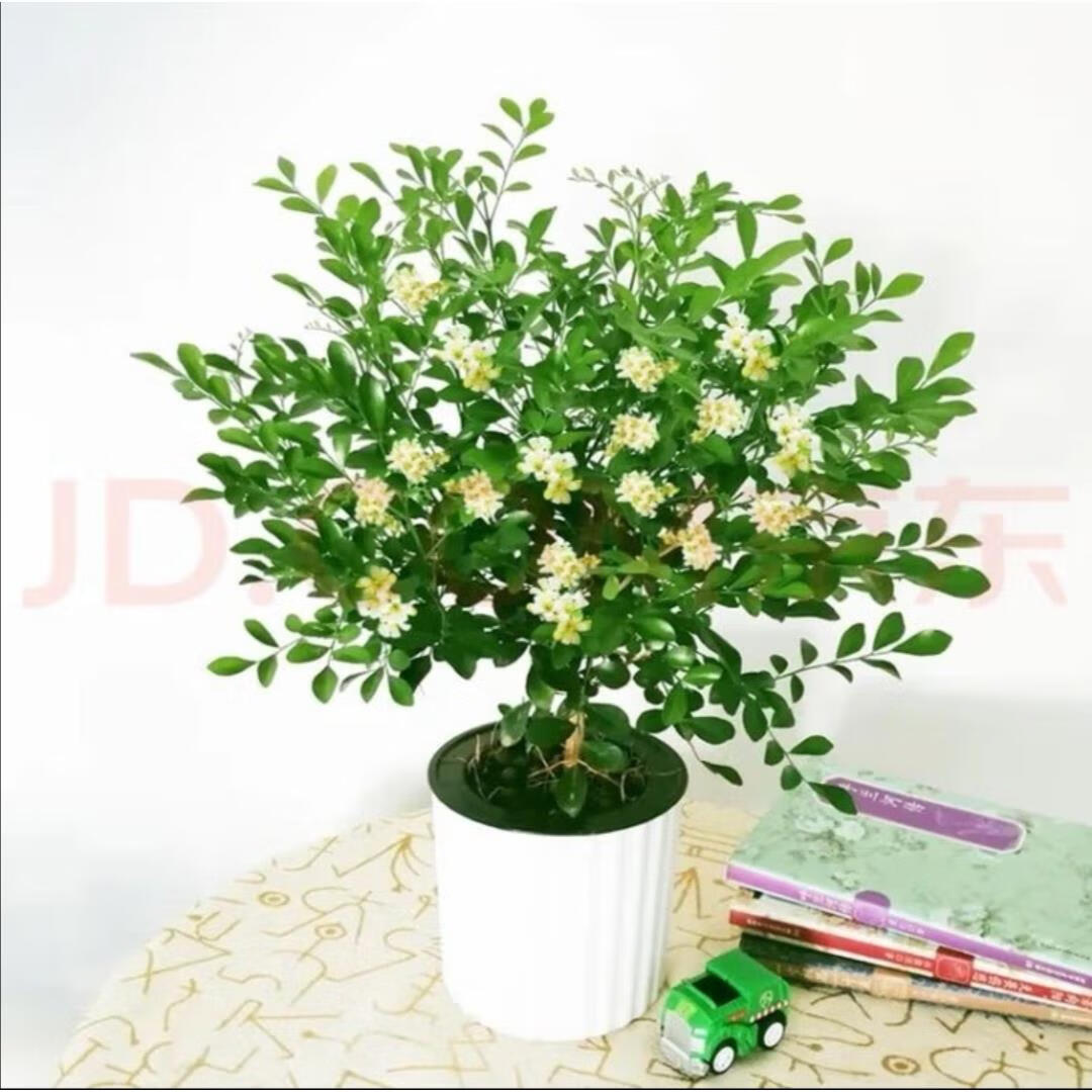 宏盼九里香绿植盆栽花卉树苗植物盆景老桩树桩室内驱蚊草带花浓香