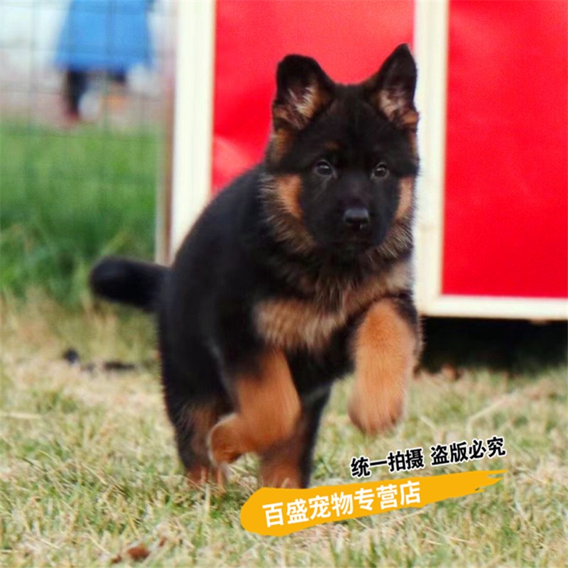 别态萌北京犬舍德国牧羊犬幼犬  赛级德牧活体宠物狗  大型犬赛系德牧