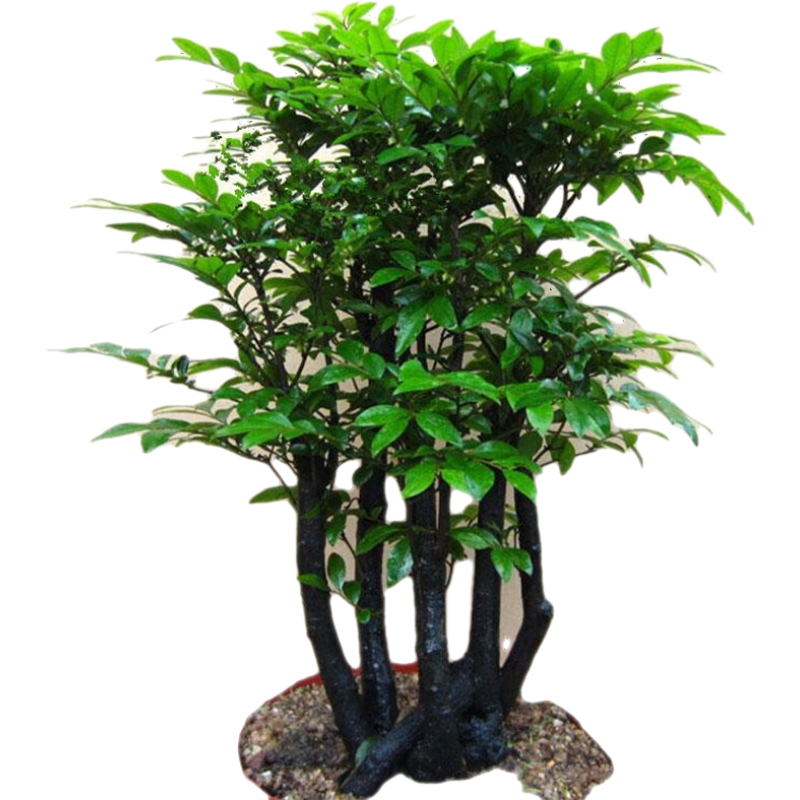 小葉紫檀盆景樹苗紫檀樹樁室內陽臺盆栽花卉綠植耐寒四季常青植物 樁形 高40厘米 一盆5棵