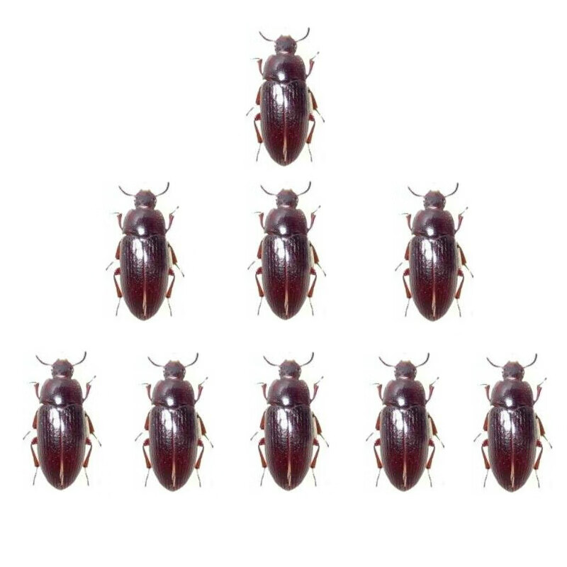 【店铺推荐】正宗九龙虫洋虫活体幼虫宠物虫长命虫促销20克药食材养殖