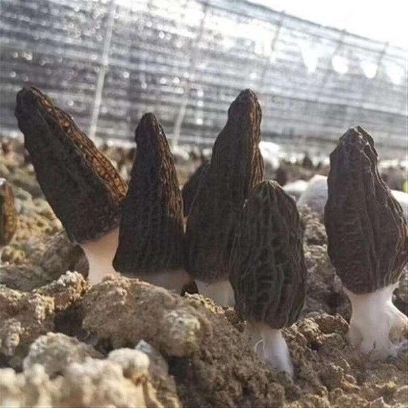 南有竹新款22年羊肚菌菌种高产母种蘑菇菌种速产食用菌菌包阳台盆栽