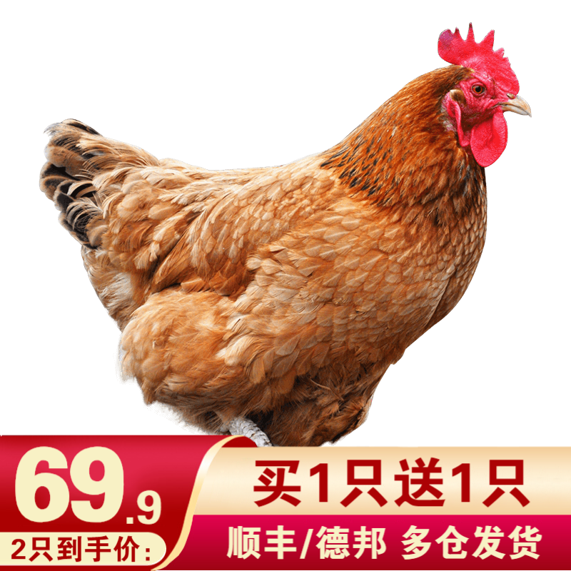 买1只送1只 黄河畔 农家散养土鸡三黄鸡走地鸡笨鸡 鸡肉生鲜 750g/只 整只装