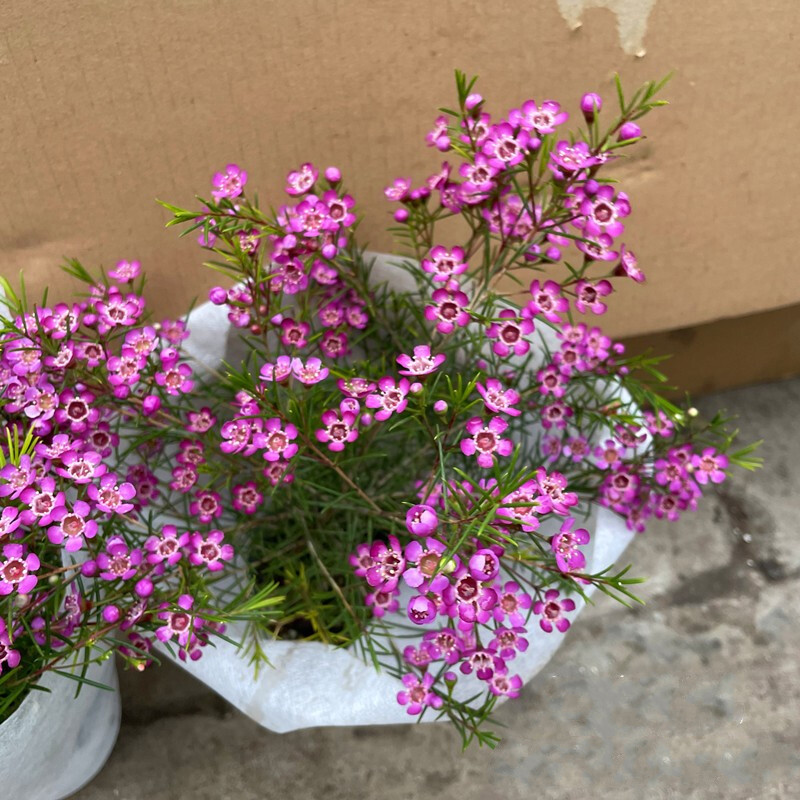 风蜡花盆栽 淘金彩梅 杰拉尔顿腊花 澳梅 灌木花卉 澳梅粉色大盆 不含