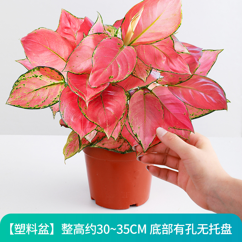 吉利红竹芋盆栽植物室内四季好养红如意花卉办公桌面彩叶如意绿植