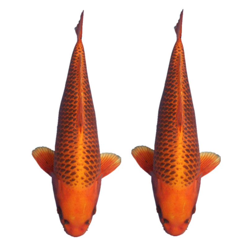 古介日本观赏鱼锦鲤鱼活体鱼好养精品锦鲤一代鱼冷水鱼 金松叶一条 12