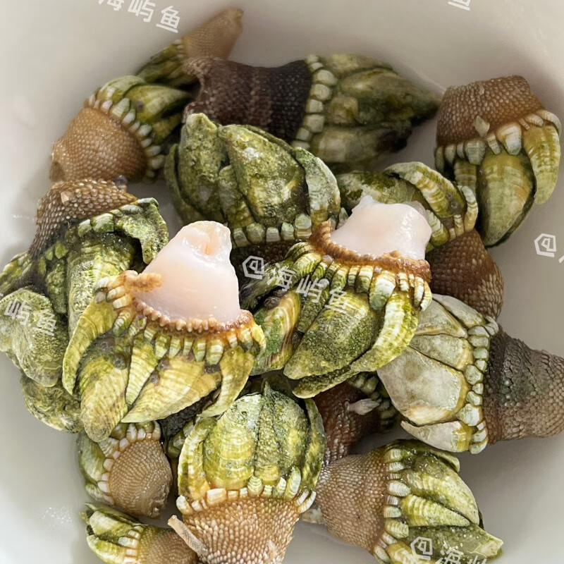 食怀【】新鲜佛手螺鹅颈藤壶海岛海螺类海鲜水产鲜活 1斤中 80-90颗