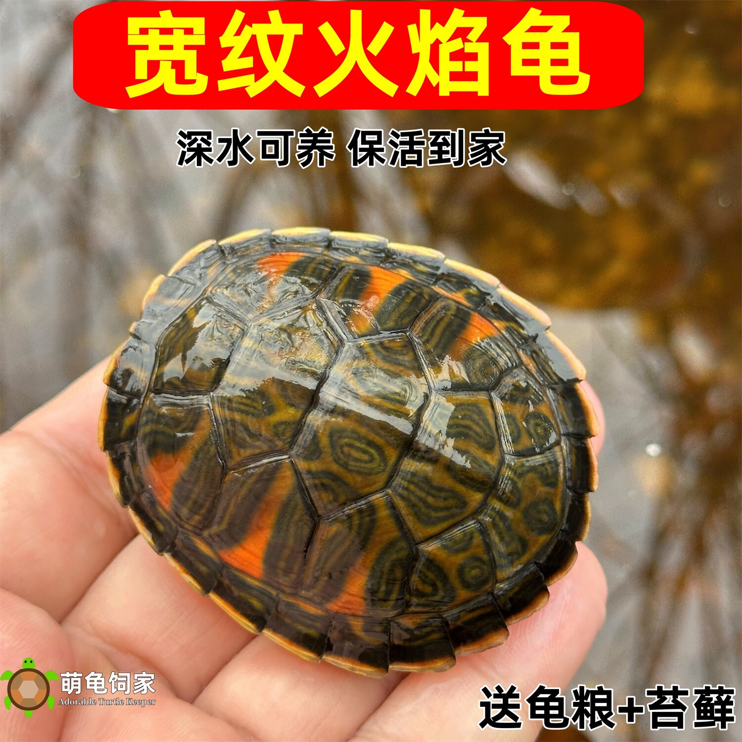 宽纹火焰龟 5