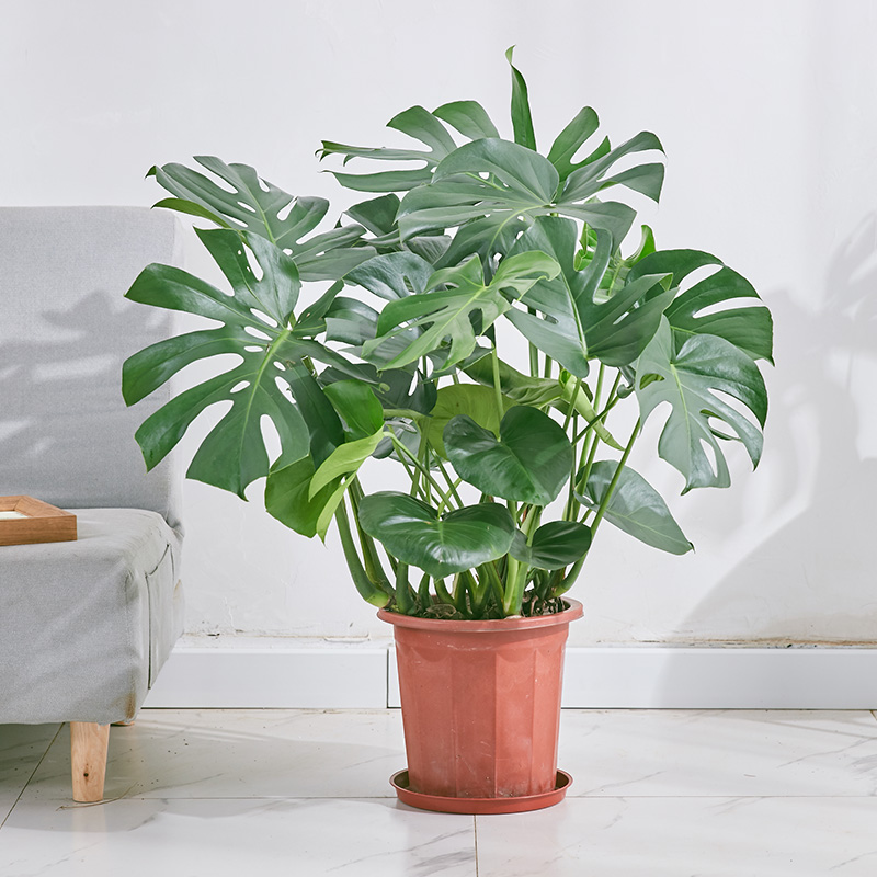 如何查询大型绿植历史价格|大型绿植价格历史