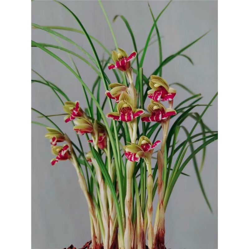 莲瓣兰保山荷蝶 浓香阳台客厅庭院好养绿植 裸根不带土 芳洲红荷5苗58