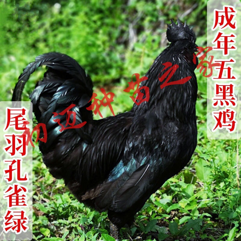 快大型五黑鸡大种乌骨鸡苗散养大种五黑鸡活苗原