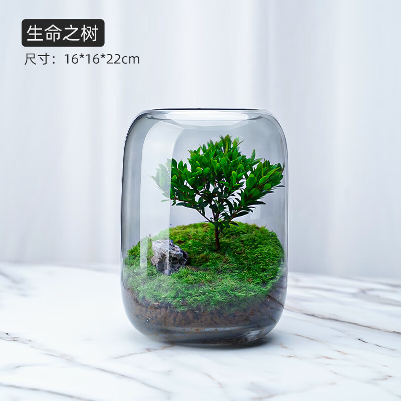 流彗生态瓶自循环免打理办公室桌面微景观微生态玻璃微观鱼缸空瓶造景