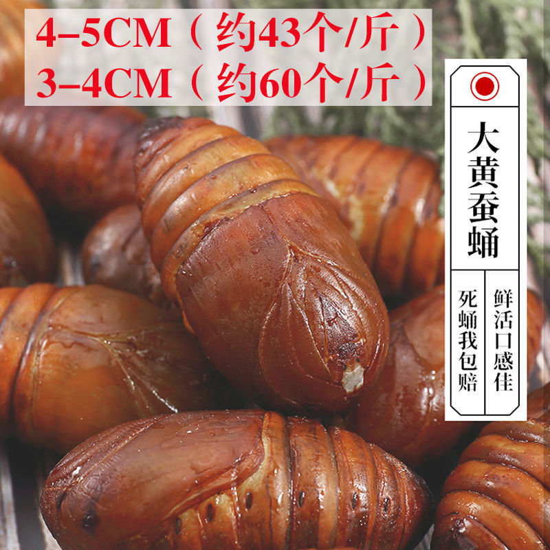 蚕蛹新鲜蝉蛹鲜活东北特产茧蛹子大黄柞活体野生500g金丝蛹活 3-4cm