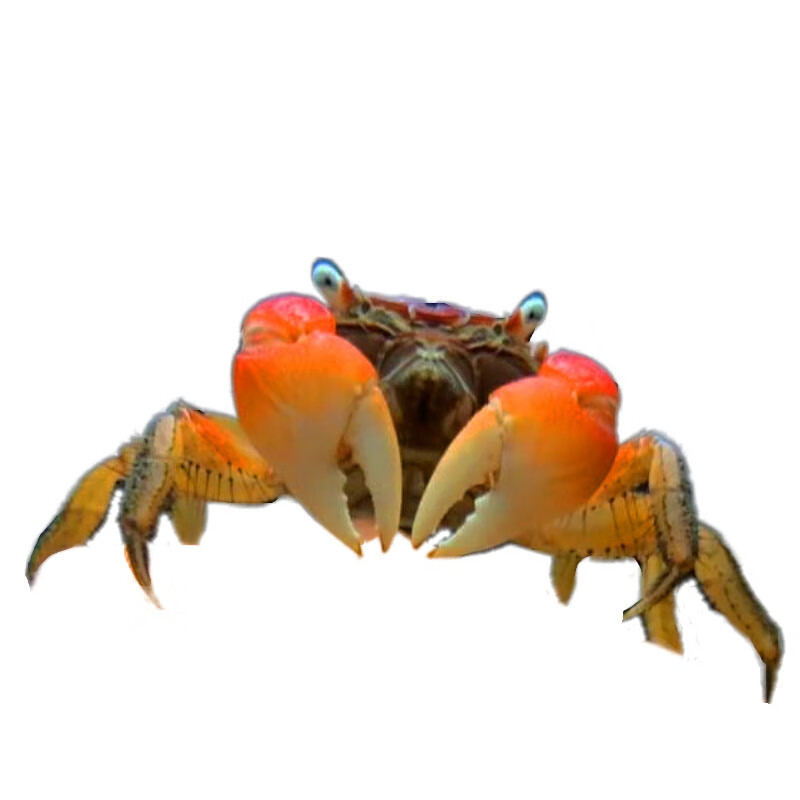 相手蟹辣椒蟹摆摊货相守蟹观赏蟹将军蟹淡水螃蟹宠物水族 相手蟹幼蟹
