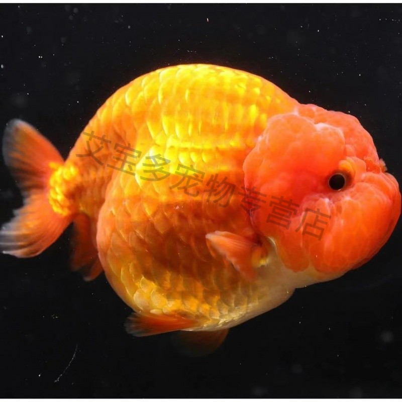 6-7cm一条红寿娃娃脸鱼苗