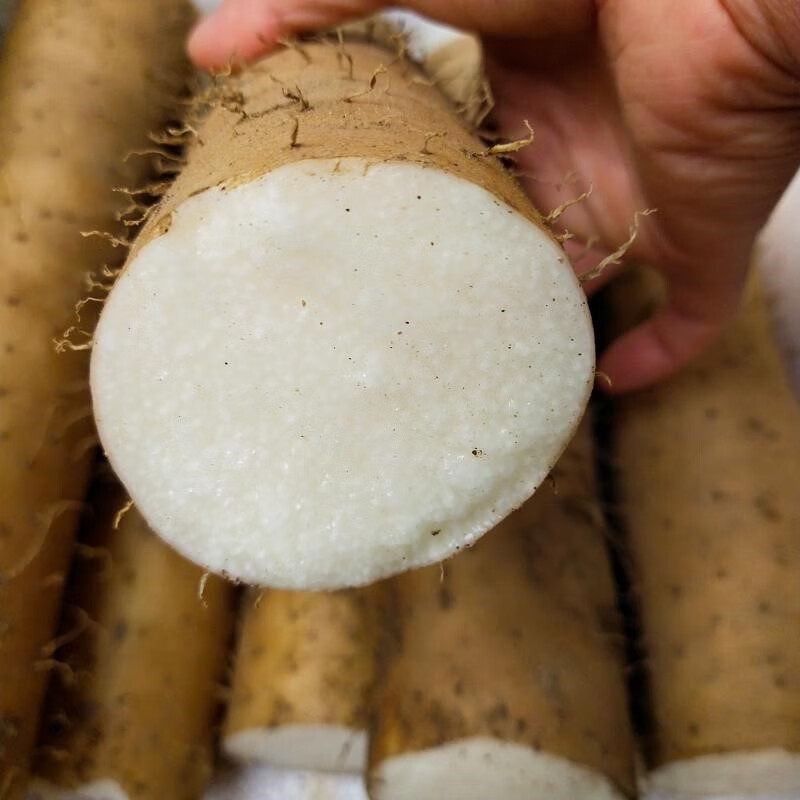驰振湖北襄阳脆山药新鲜淮山药农家薄皮长脆条水山药粗大山药白玉山药