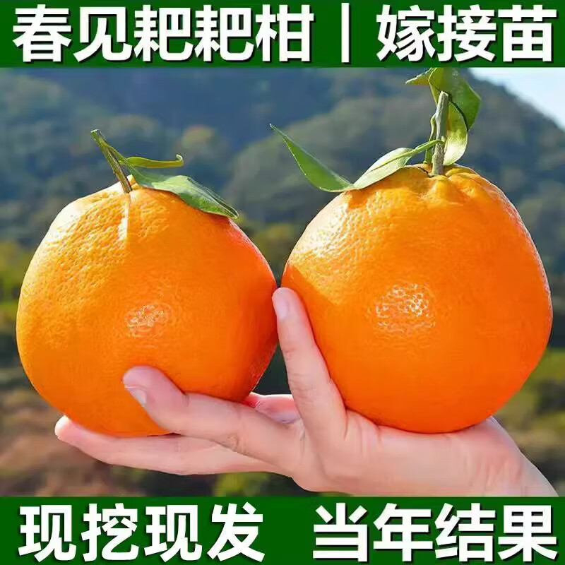 地艺春见耙耙柑树苗桔子苗不知火丑橘苗南方北方种植橘子树苗当年结果