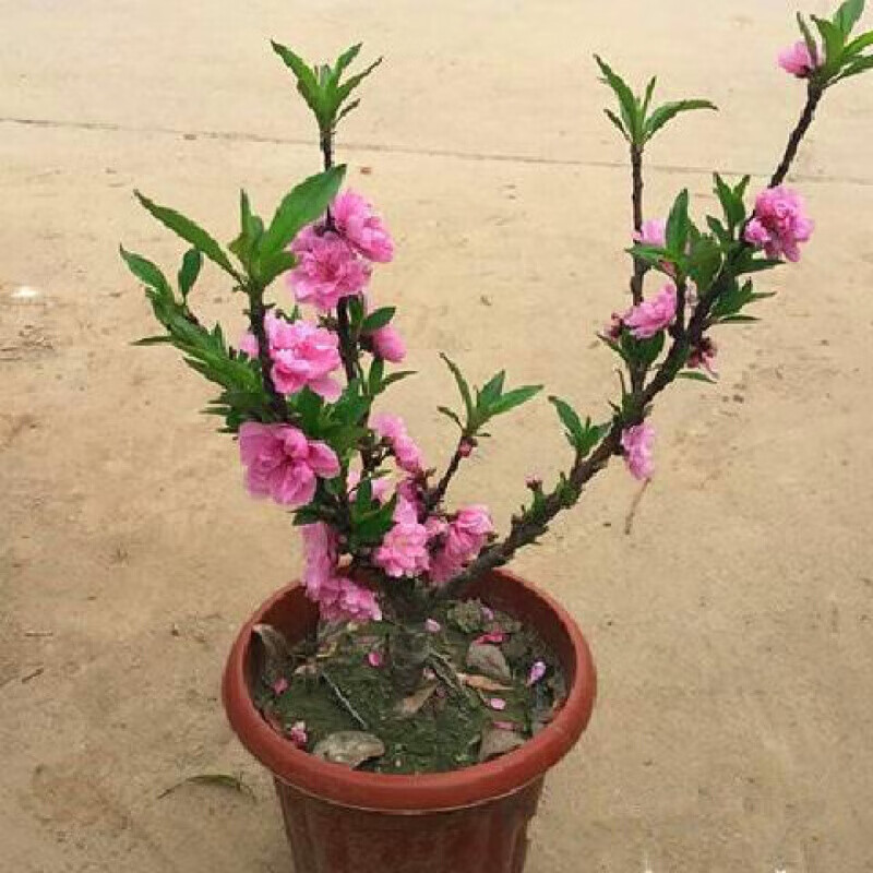 虞润 寿星桃苗重瓣桃花寿心桃盆栽盆景桃树苗树耐寒带花苞阳台植物
