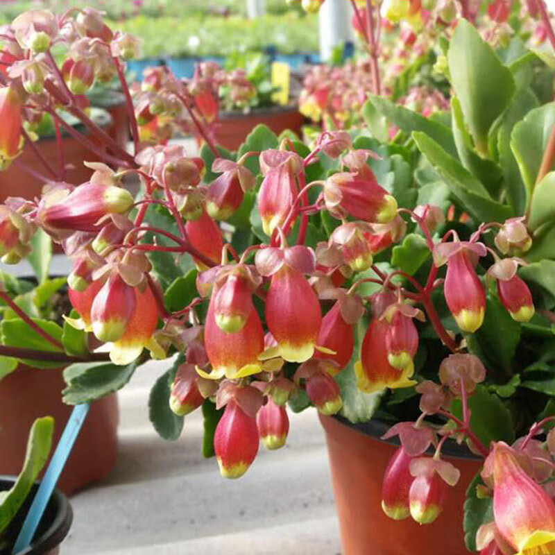 灯笼花宫灯花重瓣宫灯长寿花新品室内盆栽花卉花苗四季开花不断多年生