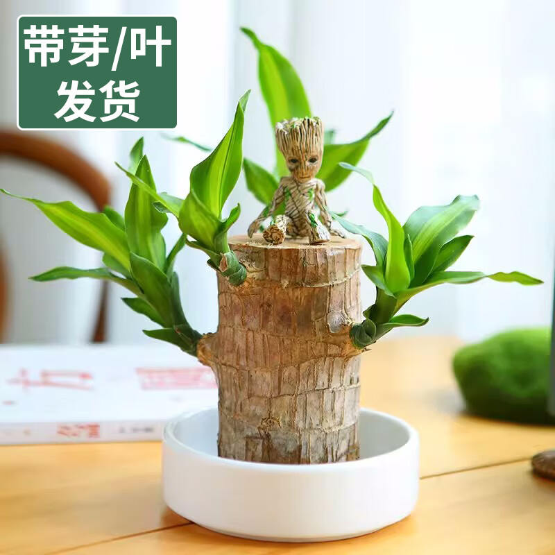绿植盆栽价格历史查询|绿植盆栽价格走势图