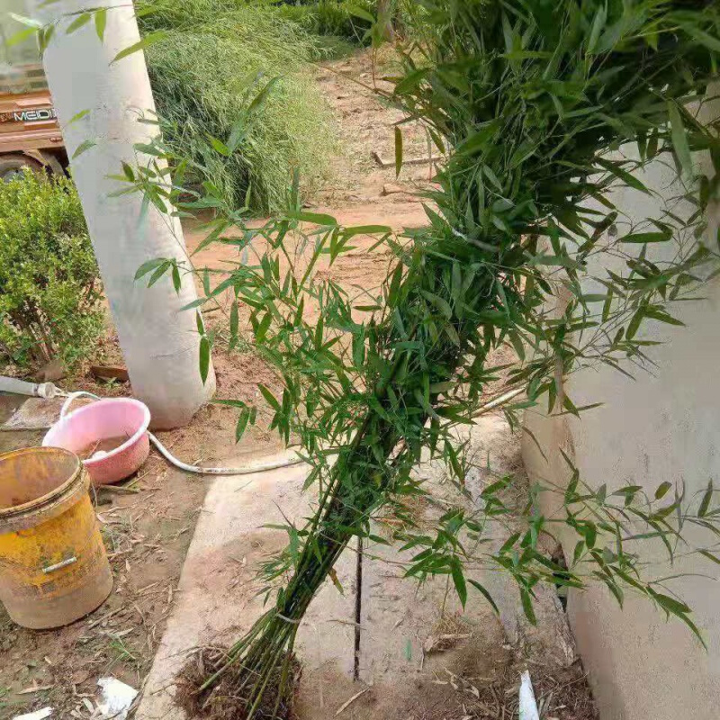 竹子苗庭院别墅观赏常青植物耐寒盆栽地栽绿化苗 四季常青竹幼苗20棵