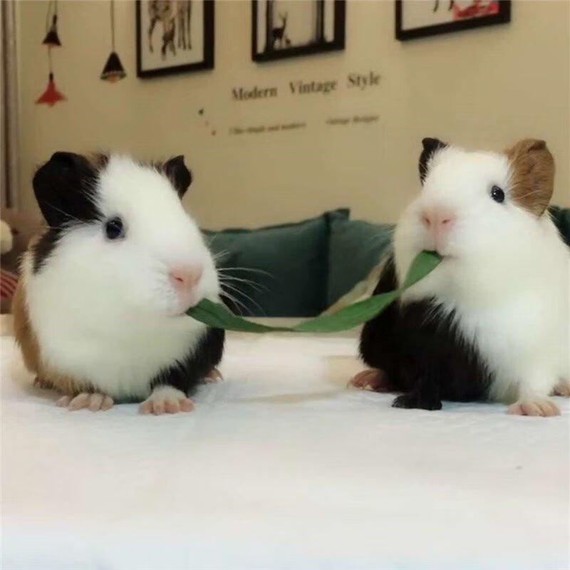 家养荷兰猪活体宠物猪活物大豚鼠豚猪天竺鼠黑白豚荷兰鼠 三色