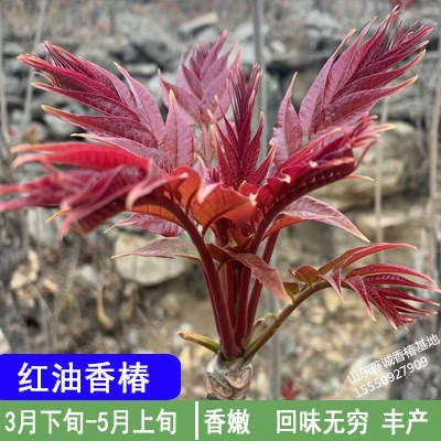 香椿苗红油香椿树苗香春树的树苗新鲜盆地栽食用香春芽树香椿树苖 根