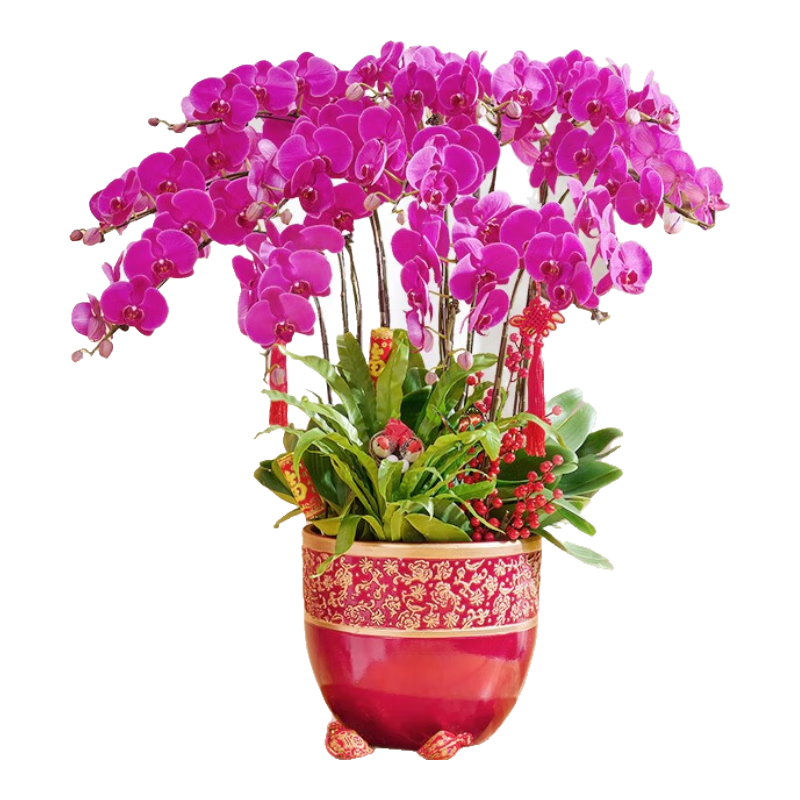 愛優(yōu)尚【提貨券】蝴蝶蘭盆栽年宵花春節(jié)喬遷開業(yè)送禮紫色8株源頭直發(fā)