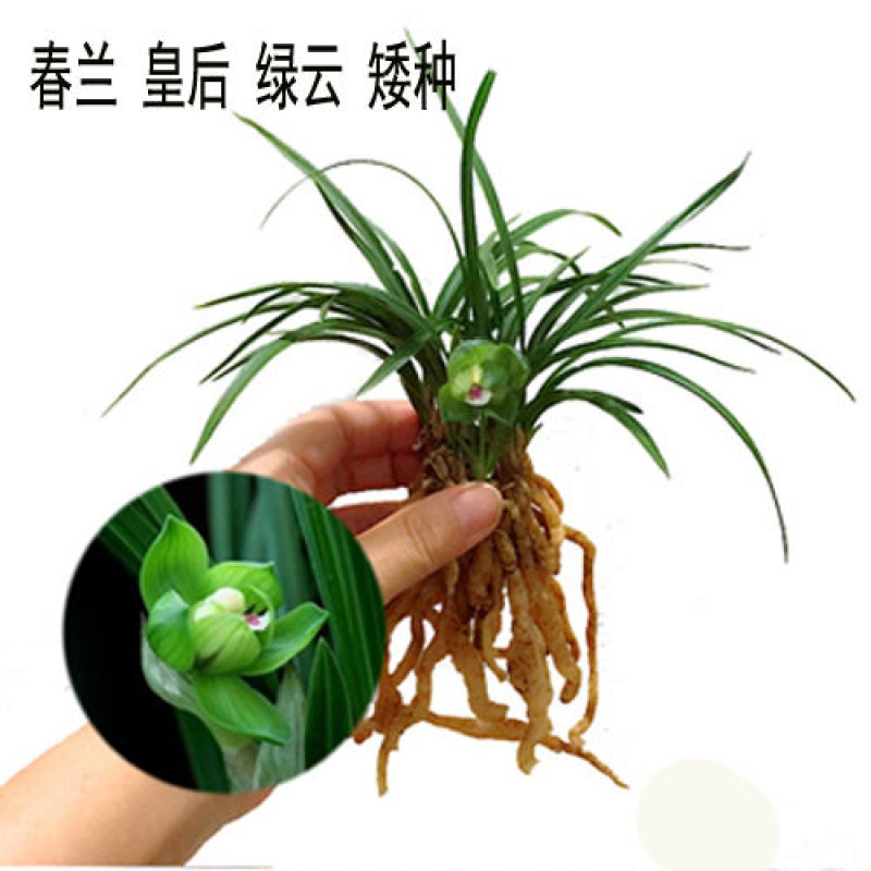 【精选】金边矮种紫妖姬四季兰花苗花期带花苞出售草