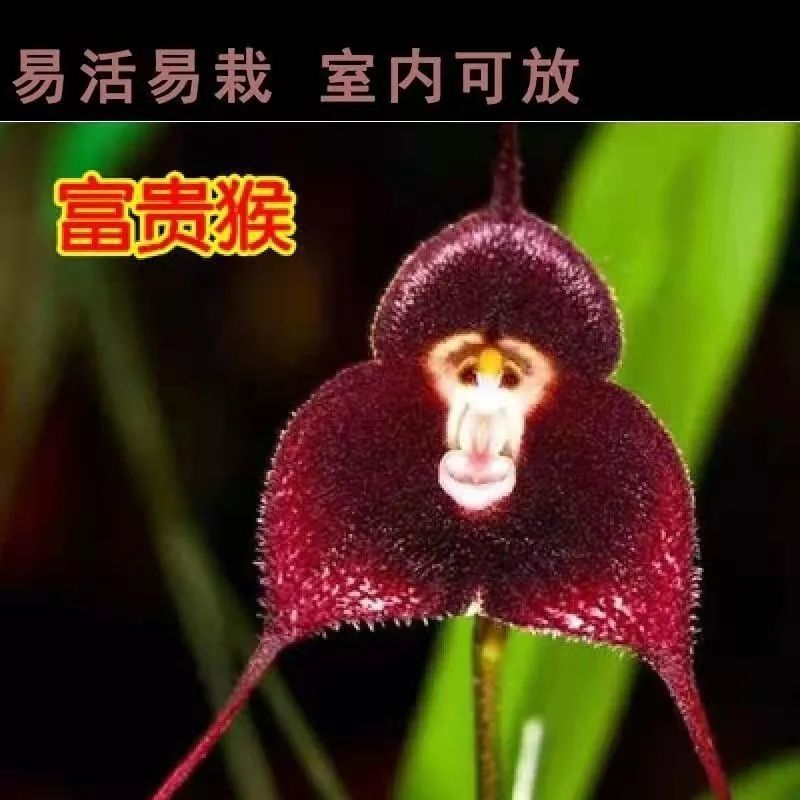 2022新 款耐寒水生水培植物猴面小龙兰花冬季花卉猴头兰四季开花阳台