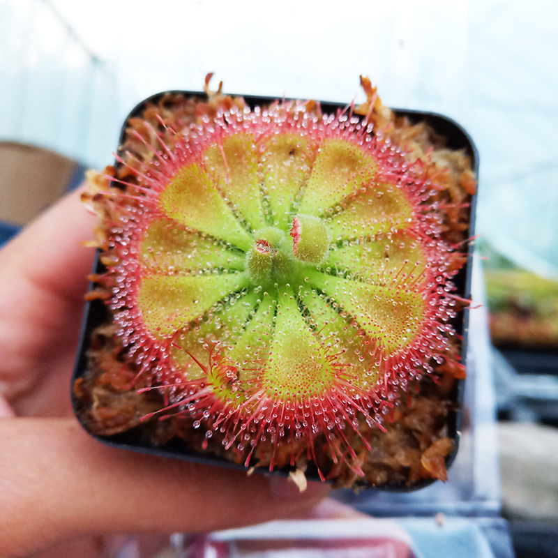 捕蝇草盆栽超大嘴巨型食人花植物猪笼草室内食虫小绿植驱蚊草 【特惠