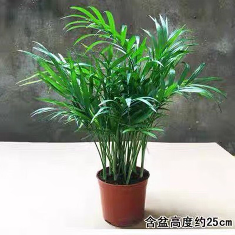 椰子凤尾竹水培植物客厅好养四季常青水养绿植花卉办公室小盆栽 【温馨可爱】25cm椰子原土1盆