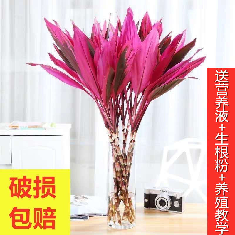 京东拼购商品 2022-01-25 - 第21张 | 最新购物优惠券 京东拼购商品 2022-01-25 - 第21张 | 最新购物优惠券