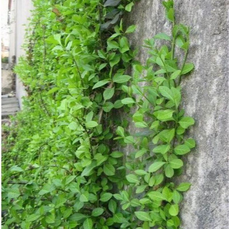 地艺爬山虎  小叶 攀援爬藤小叶 扶芳藤  四季常绿 生长速度快 扶芳藤