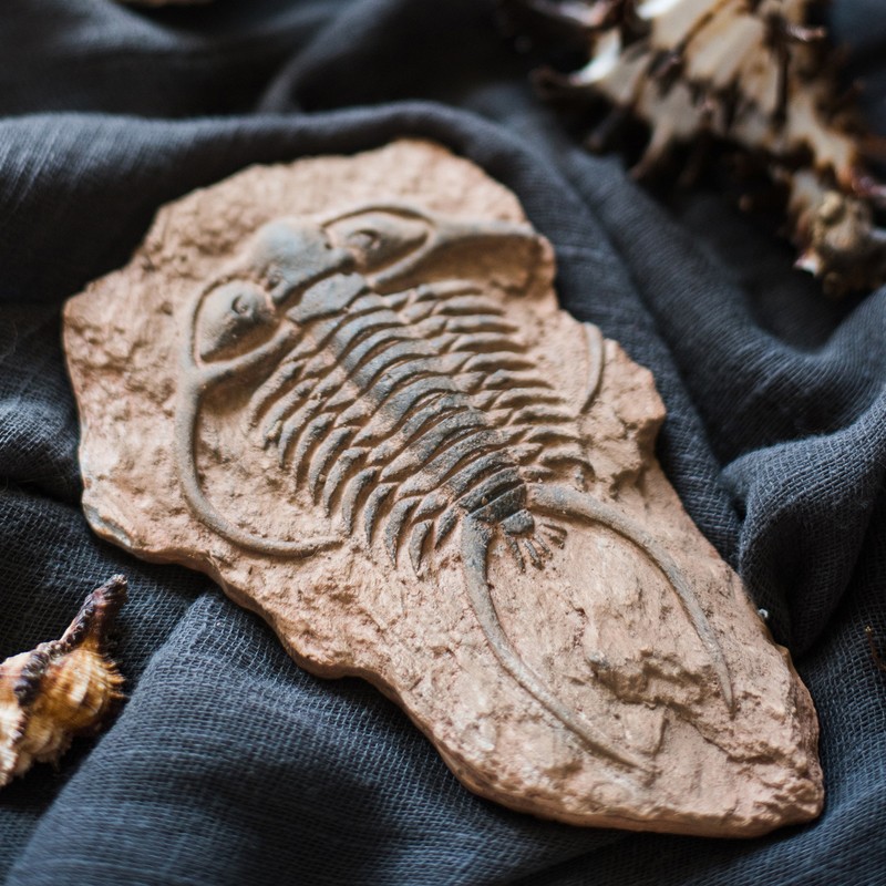 掬涵 史前化石系列冰箱贴鱼骨甲虫海洋生物艺术装饰摆件另类 a史前